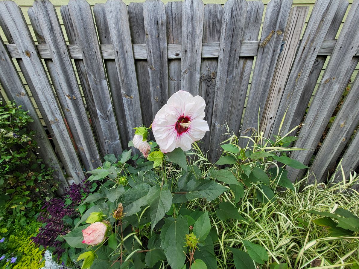 Samsung Galaxy Z Fold 3 camera samples