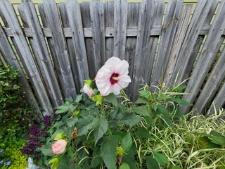 Samsung Galaxy Z Fold 3 camera samples