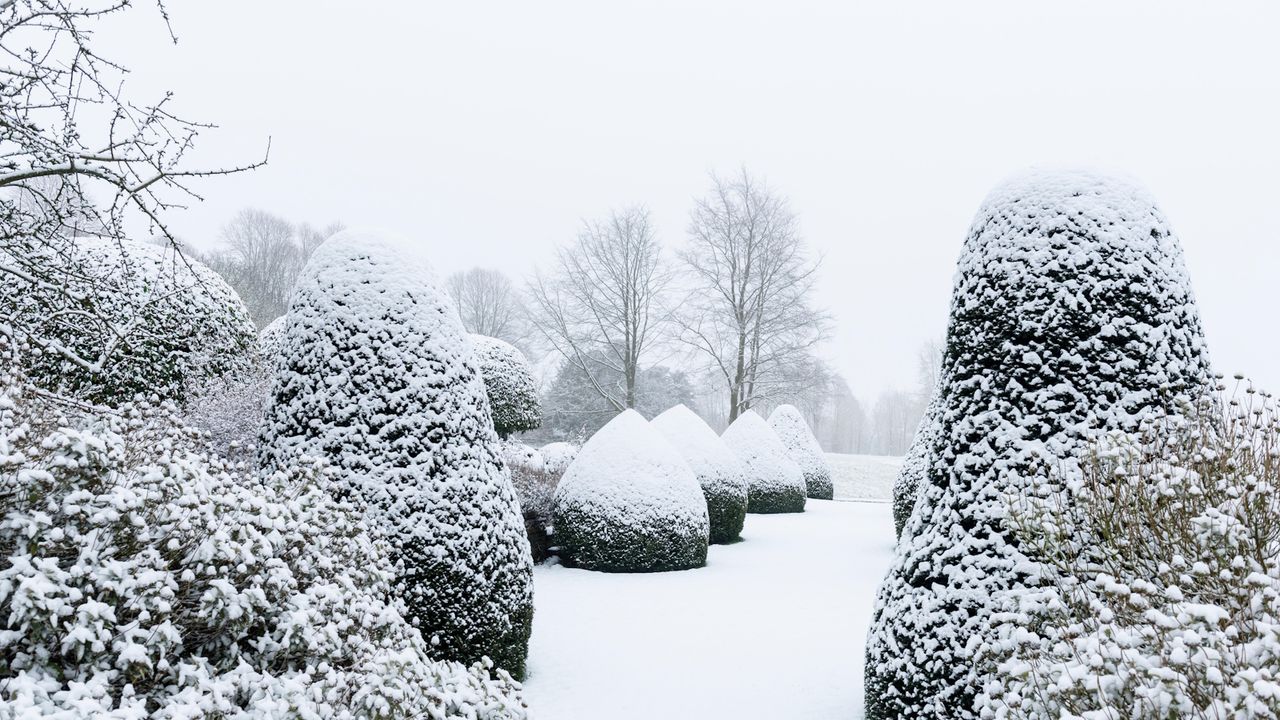 Snow-covered landscape with clipped topiary and trees in the distance