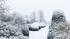 Snow-covered landscape with clipped topiary and trees in the distance