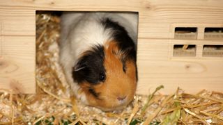 Guinea pig in house