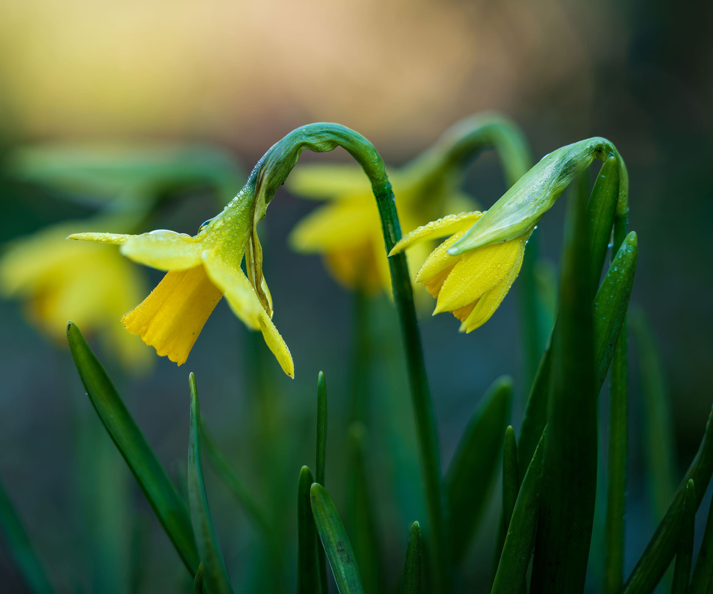 yellow daffodil flowers and green foliage