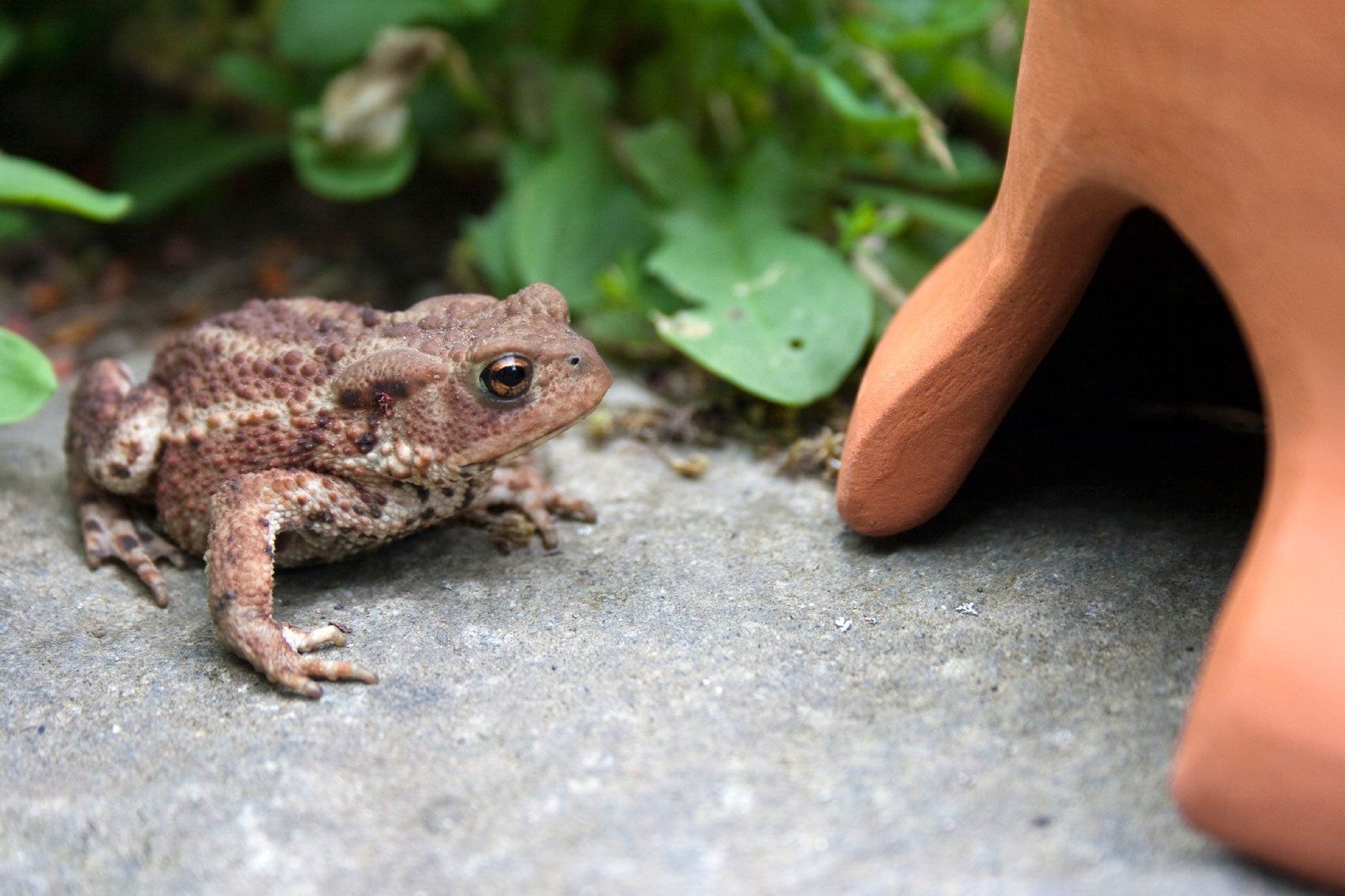 DIY Toad Houses: What To Use As A Toad House | Gardening Know How