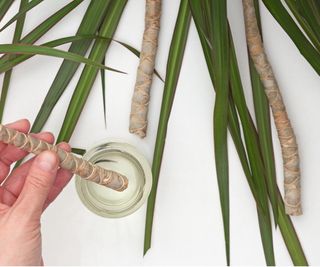 Dragon plant cutting in water