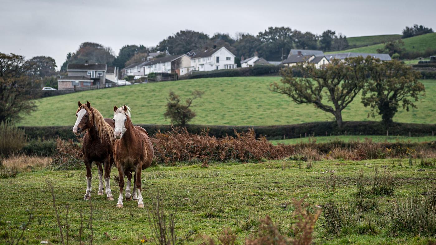 A herd of wild horses, in the Welsh landscape. It is autumn and the sky is cloudy