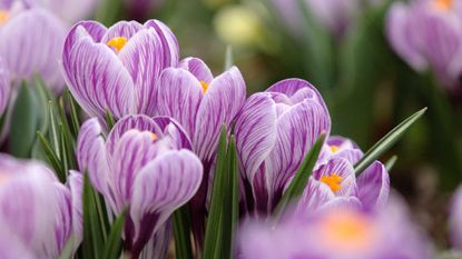 when and how to plant crocus bulbs &ndash; purple crocus flowers
