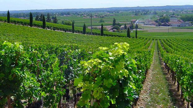 Bordeaux vineyard