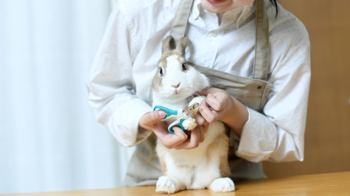 Girl cutting a rabbit&#039;s nails on a table top