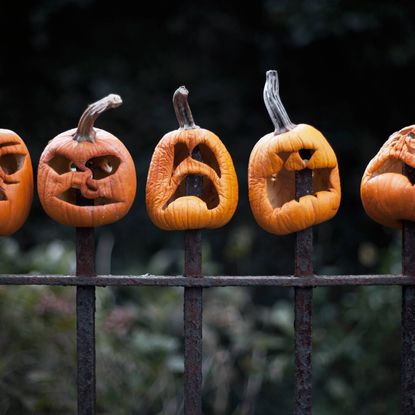 Shriveled jack-o'-lanterns impaled on fence posts