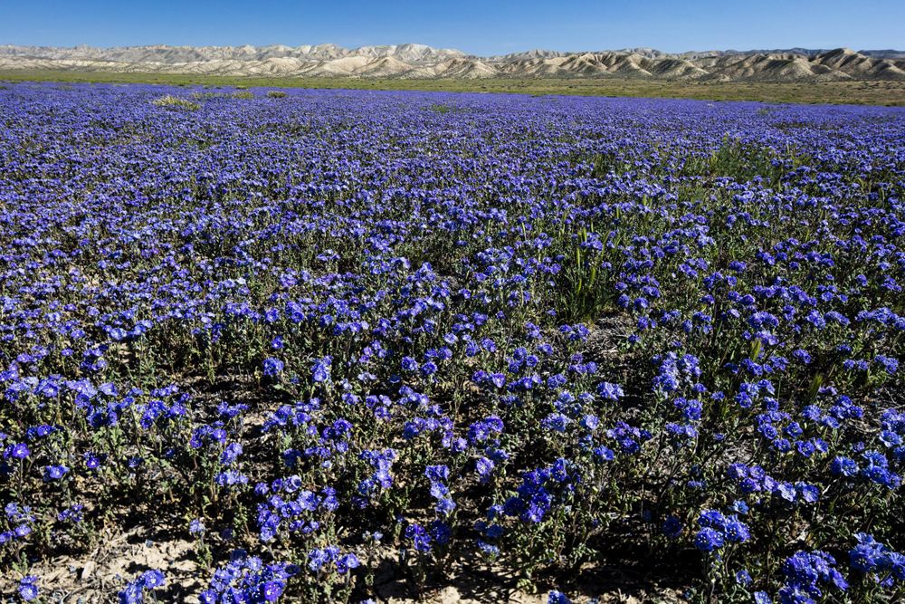 wildflowers, carizzo