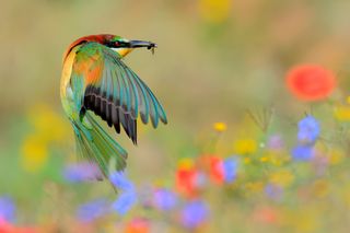 Vivid picture of a European Bee-eater in mid-flight with an insect in its beak