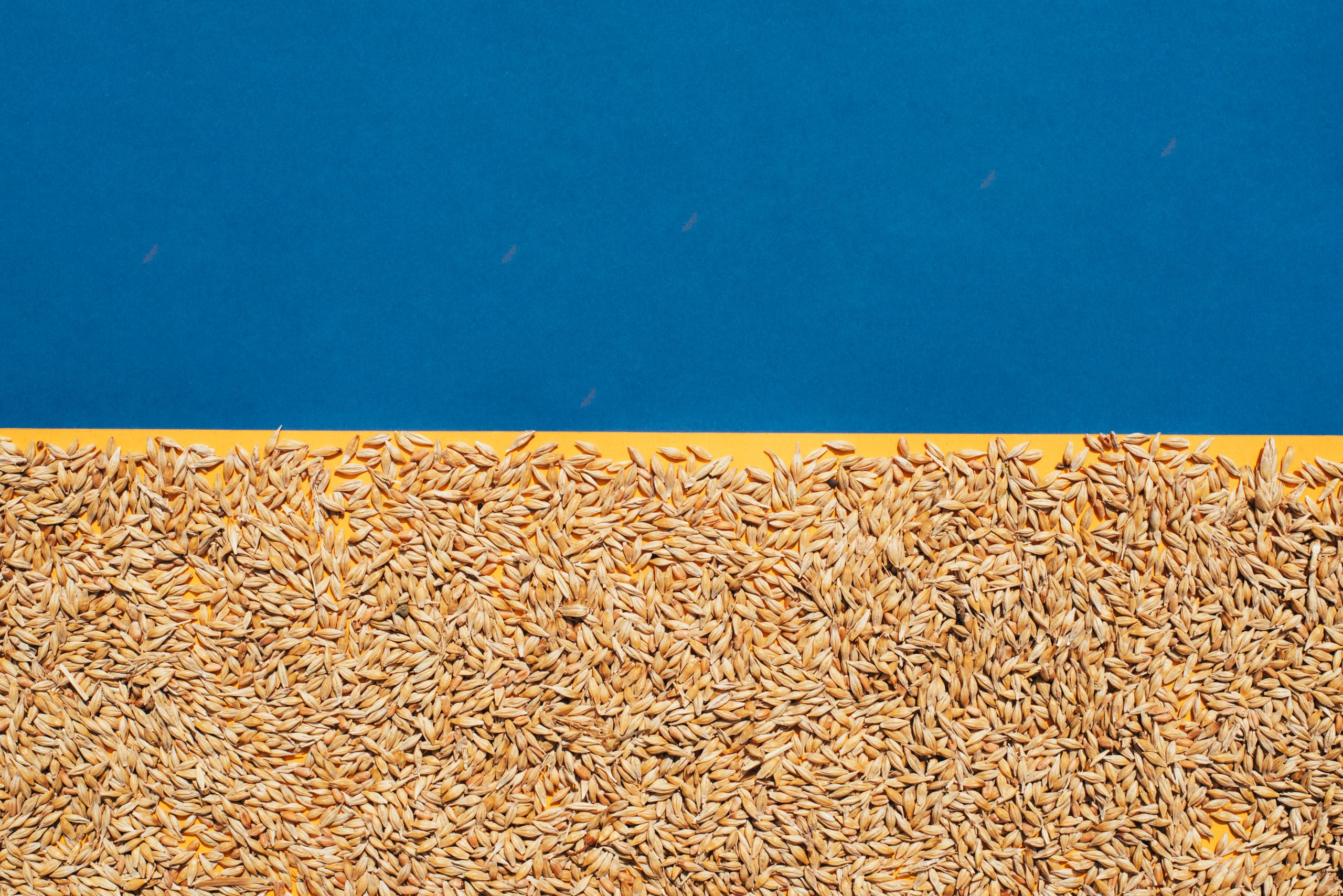 Pressure builds on Russia to revive the Ukraine grain deal | The Week