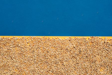 Grain on the background of the flag of Ukraine