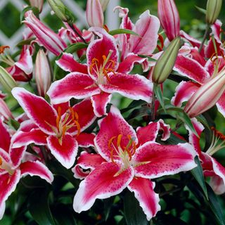 Lilium 'Stargazer' lily flowers growing in garden