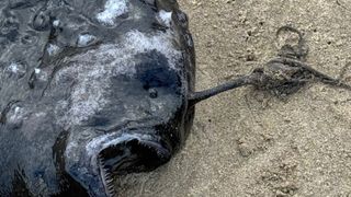 A close-up of the fish's lure and teeth