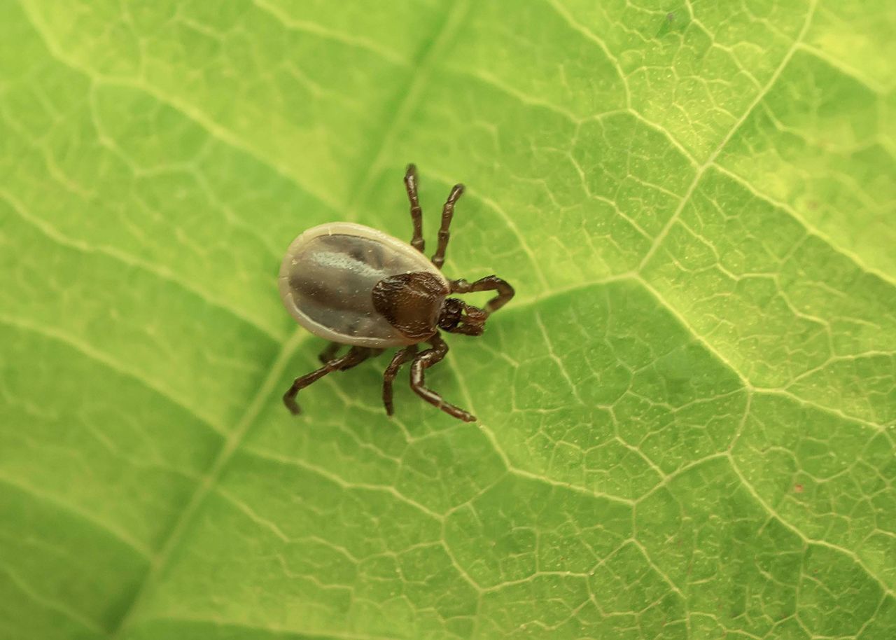 A deer tick.