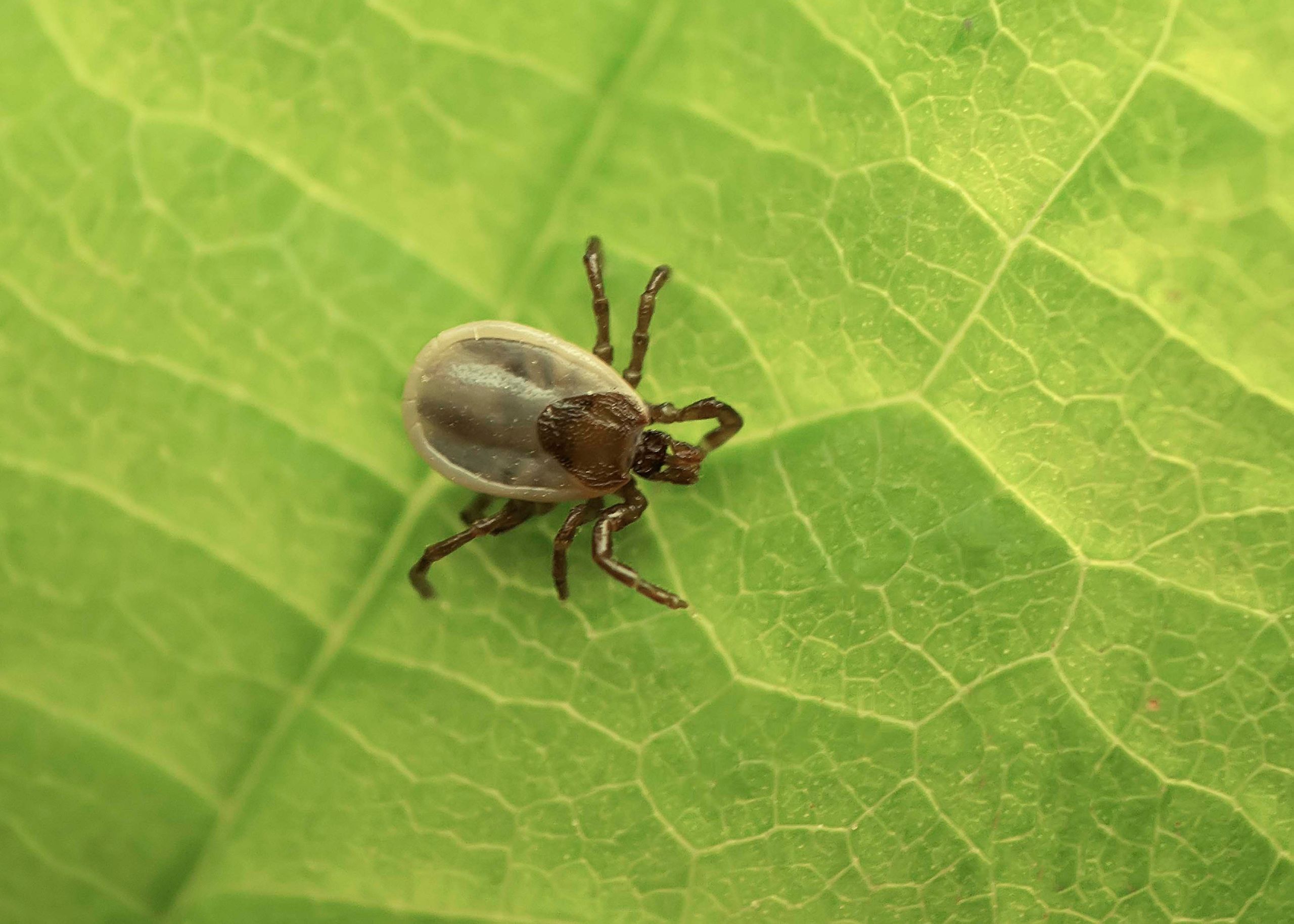 Rise of the ticks | The Week