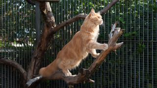 Orange cat in outdoor enclosure