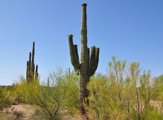 cactus, cacti, Sonoran Desert flowers