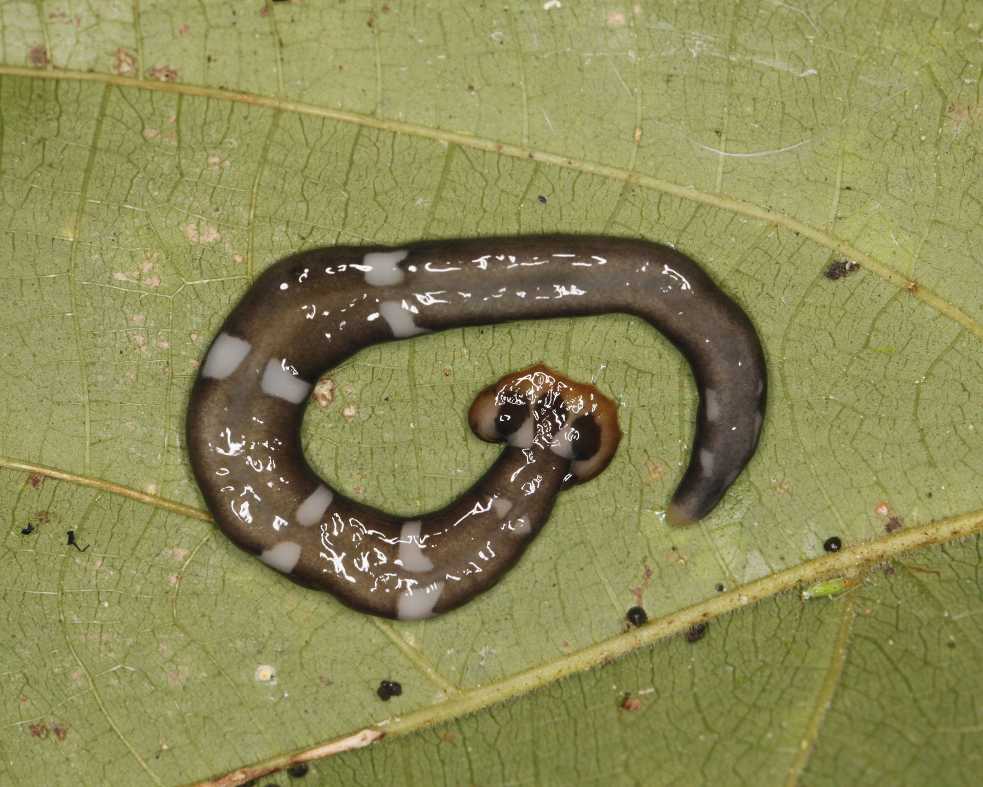 Hammerhead flatworm warning issued by experts Gardeningetc