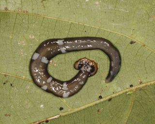 black hammerhead flatworm