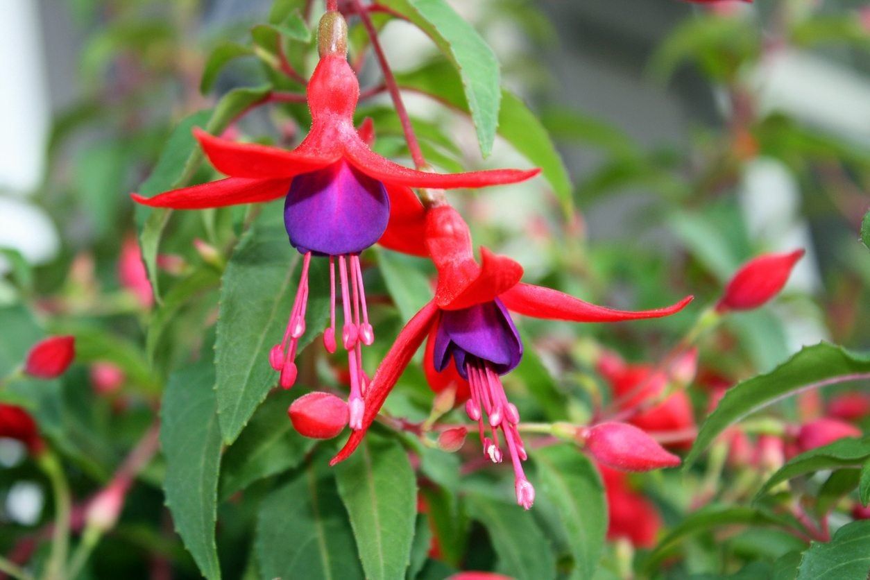 Fuchsia Plant