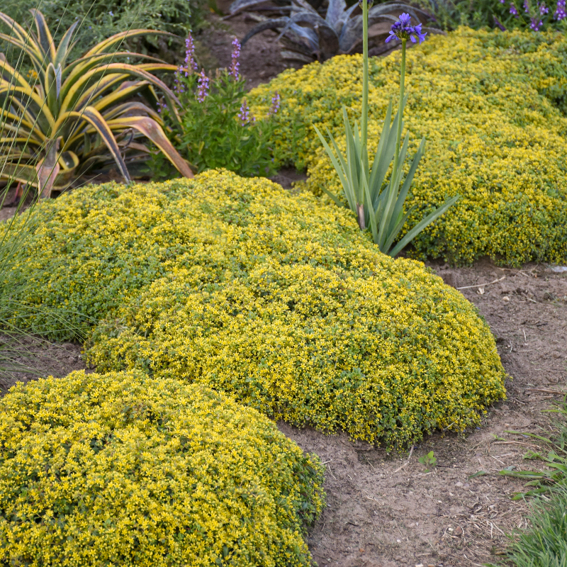 Rock 'n Low Yellow Brick Road Stonecrop Sedum