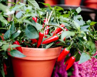 Fresh red chilli peppers in terracotta planter