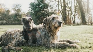 Adult Irish wolfhound and wolfhound pup