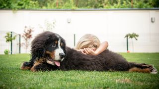 Bernese Mountain Dog lying on the grass with young child resting their head on them