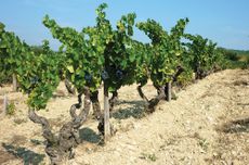 Southern Rh&ocirc;ne estates