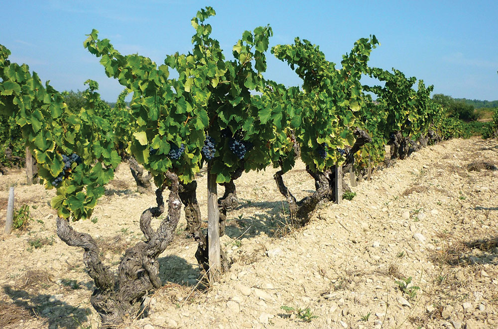 Southern Rh&ocirc;ne estates