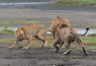 Two lions fighting