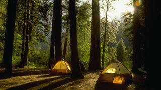 Tents in forest clearing
