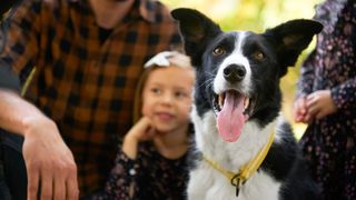 Border Collie