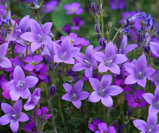 campanula flowers in mixed border