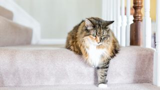 Osteoarthritis in cats