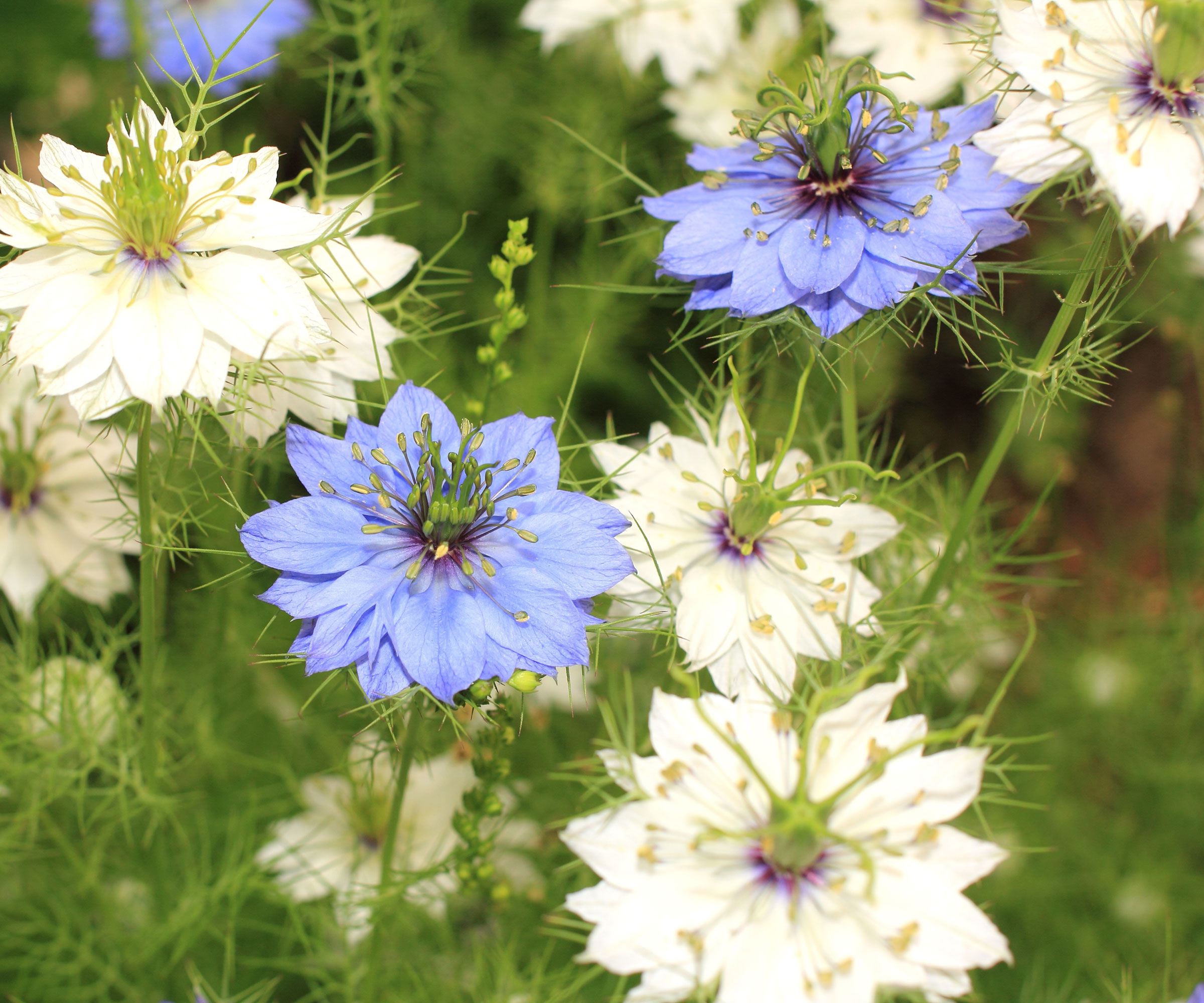 nigella love-in-a-mist showing blue and white flower heads