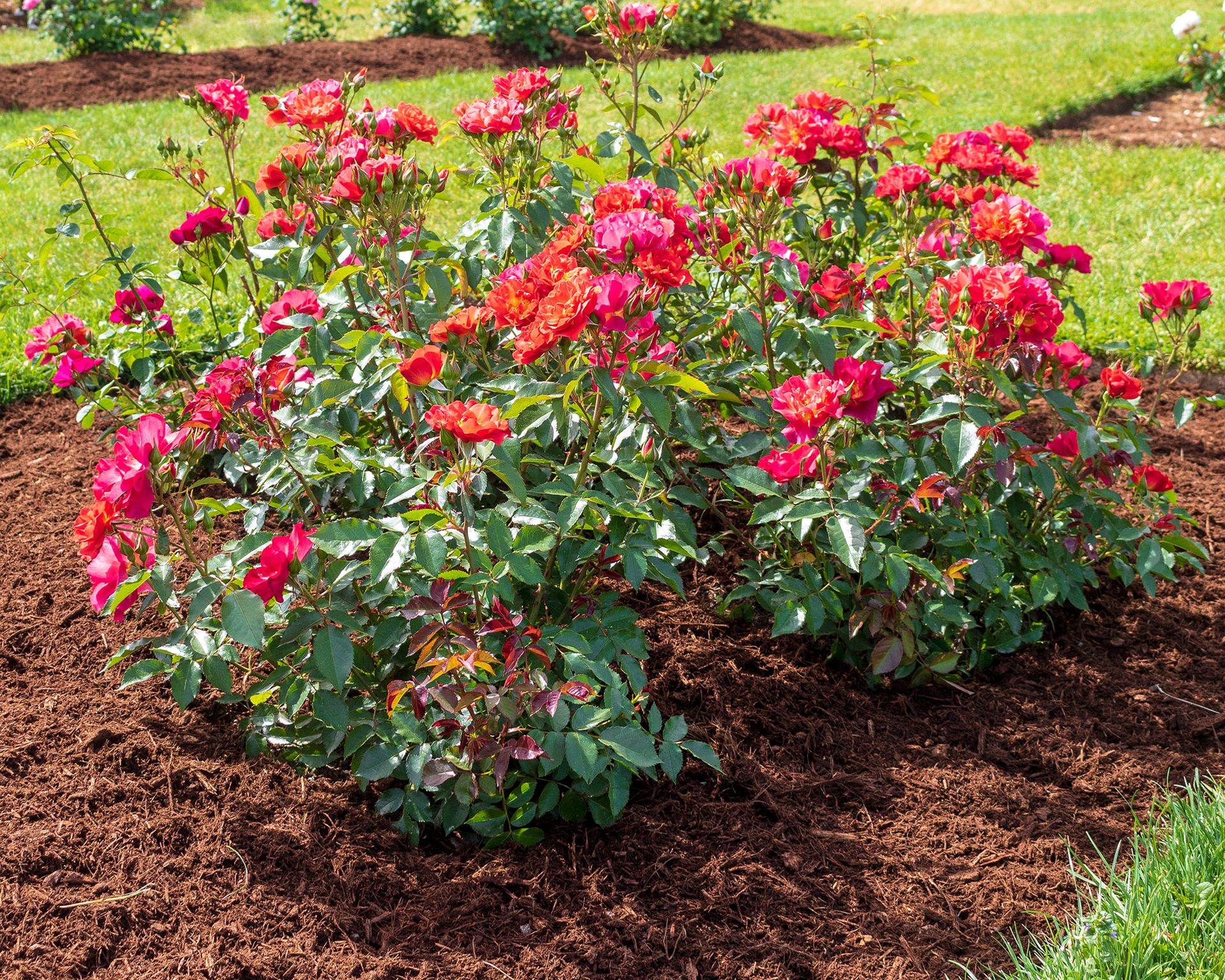 Best Mulch For Roses: An Expert Guide To Choosing & Applying ...