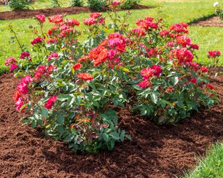 Magenta roses with bed covered in mulch