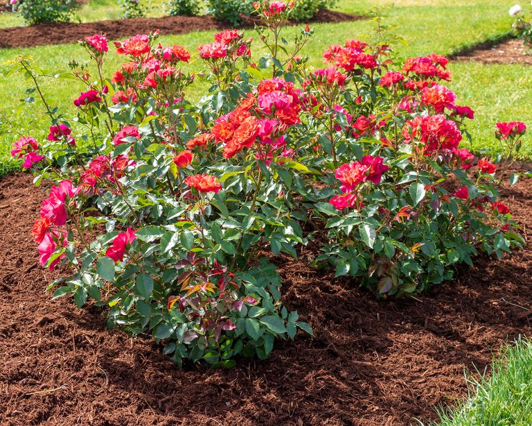 Best Mulch For Roses An Expert Guide To Choosing & Applying Gardening Know How