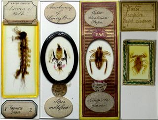 Slide makers prepared insects like these by using potassium hydroxide to remove their innards, while leaving the hard outer shell, called an exoskeleton, intact. These remains were imbedded in Canadian balsam, which is basically tree sap. Later slide mounters devised a way to preserve the entire insect, including its innards by mounting it within a well on the slide, according to Lynk.