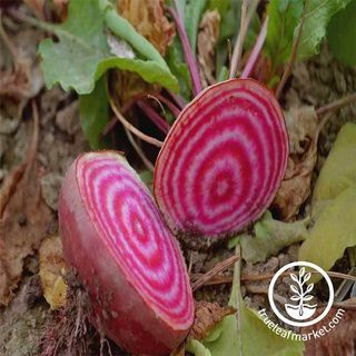 Chioggia beet seeds