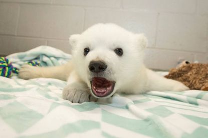 The new polar bear at the Columbus Zoo.