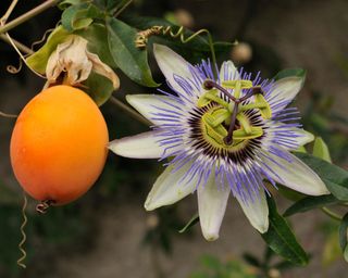 The intricate flower and orange fruit of a passion flower