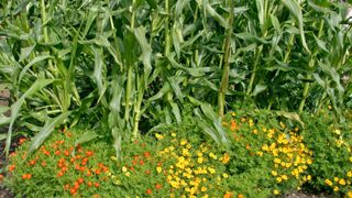how to grow sweet corn: companion planting for sweet corn