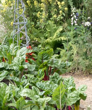 Chard and flowers in mixed planting scheme