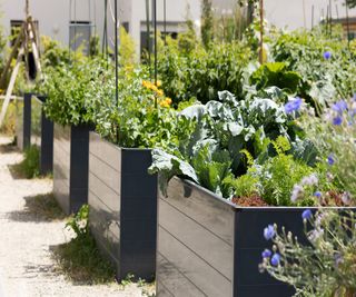 Plastic or composite raised beds planted with flowers and vegetables