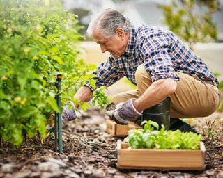 Man crouches down in garden to plant out seedlings