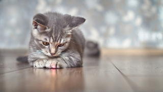 Grey cat lying down with its paws on a red laser on the floor